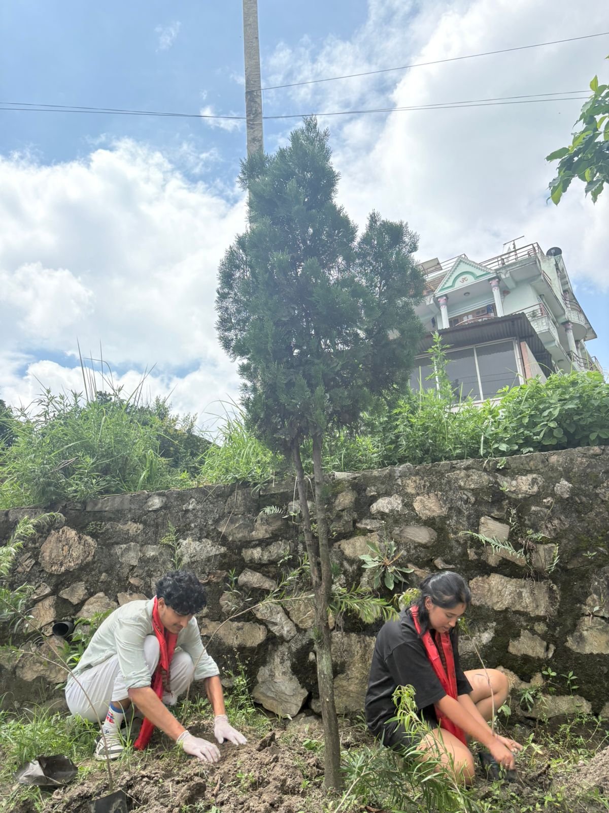 Tree Plantation